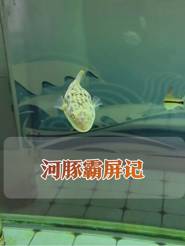 河豚在鱼缸当大哥,小鱼群当跟班,连壁画都成背景板!
