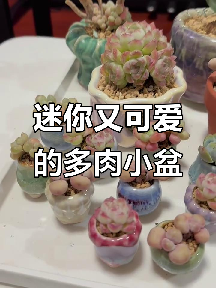 小巧多肉盆,轻松打造迷你植物园