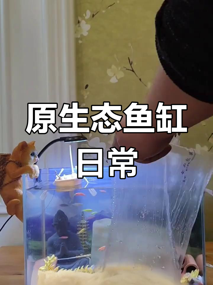 混养孔雀鱼、黑壳虾与蝶翼斑马鱼的奇妙生态