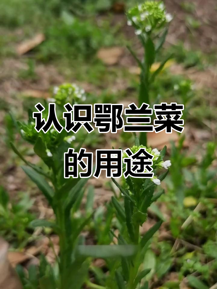 鄂兰菜：常见的一年生草本植物，药用与食用价值兼具