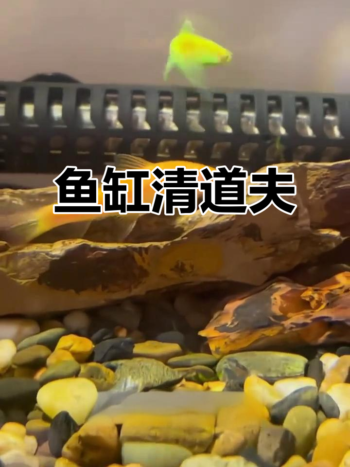 清道夫鼠鱼,鱼缸里的清洁小能手