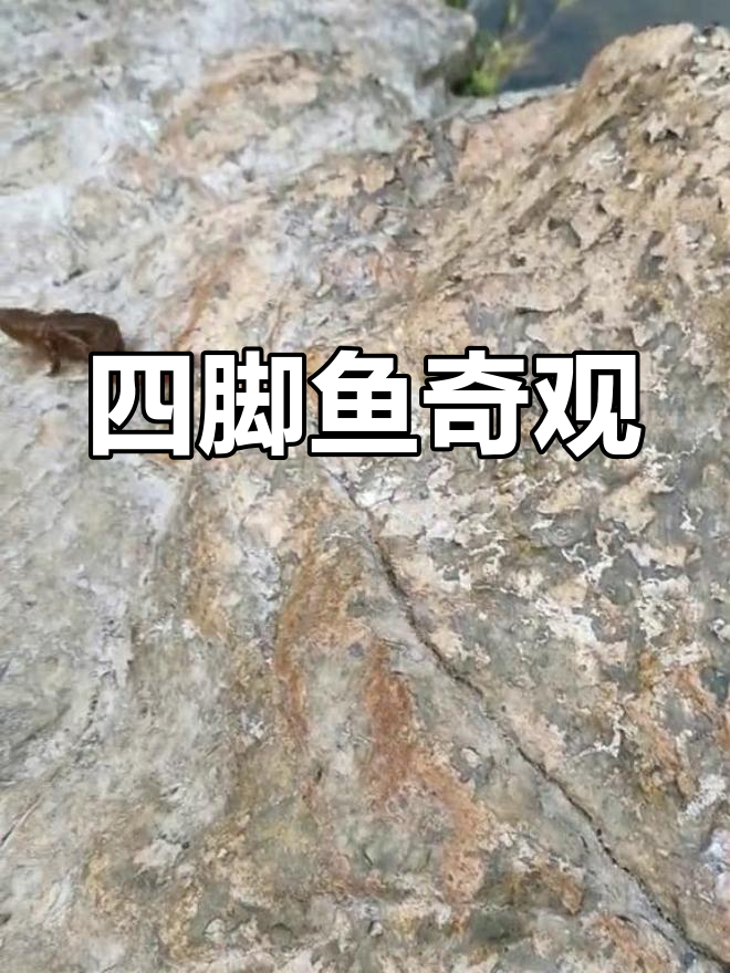 发现罕见四脚鱼,放归山涧