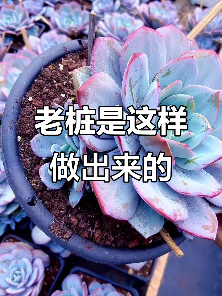 多肉老桩背后的秘密:五花大绑技巧揭秘