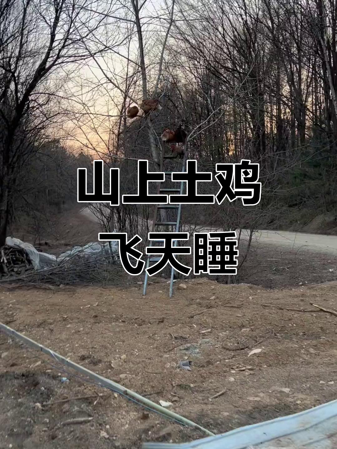 大山里的土鸡,晚上竟然飞上树睡觉!