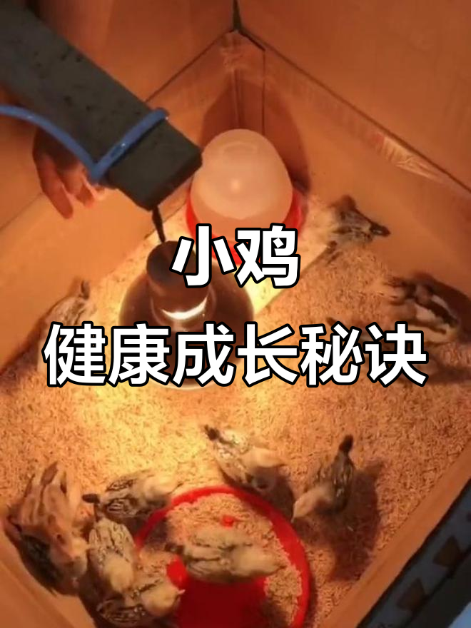 波兰鸡成长记,温度控制是关键,健康成长每一天!