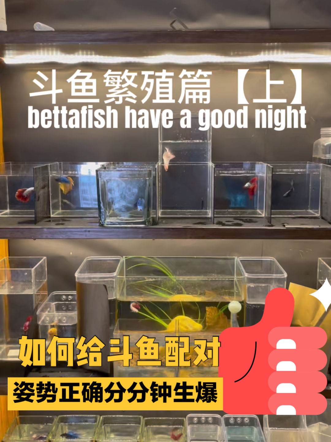 斗鱼繁殖教程