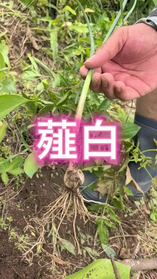 薤白与小根蒜,大头犇背后的秘密你知道吗?