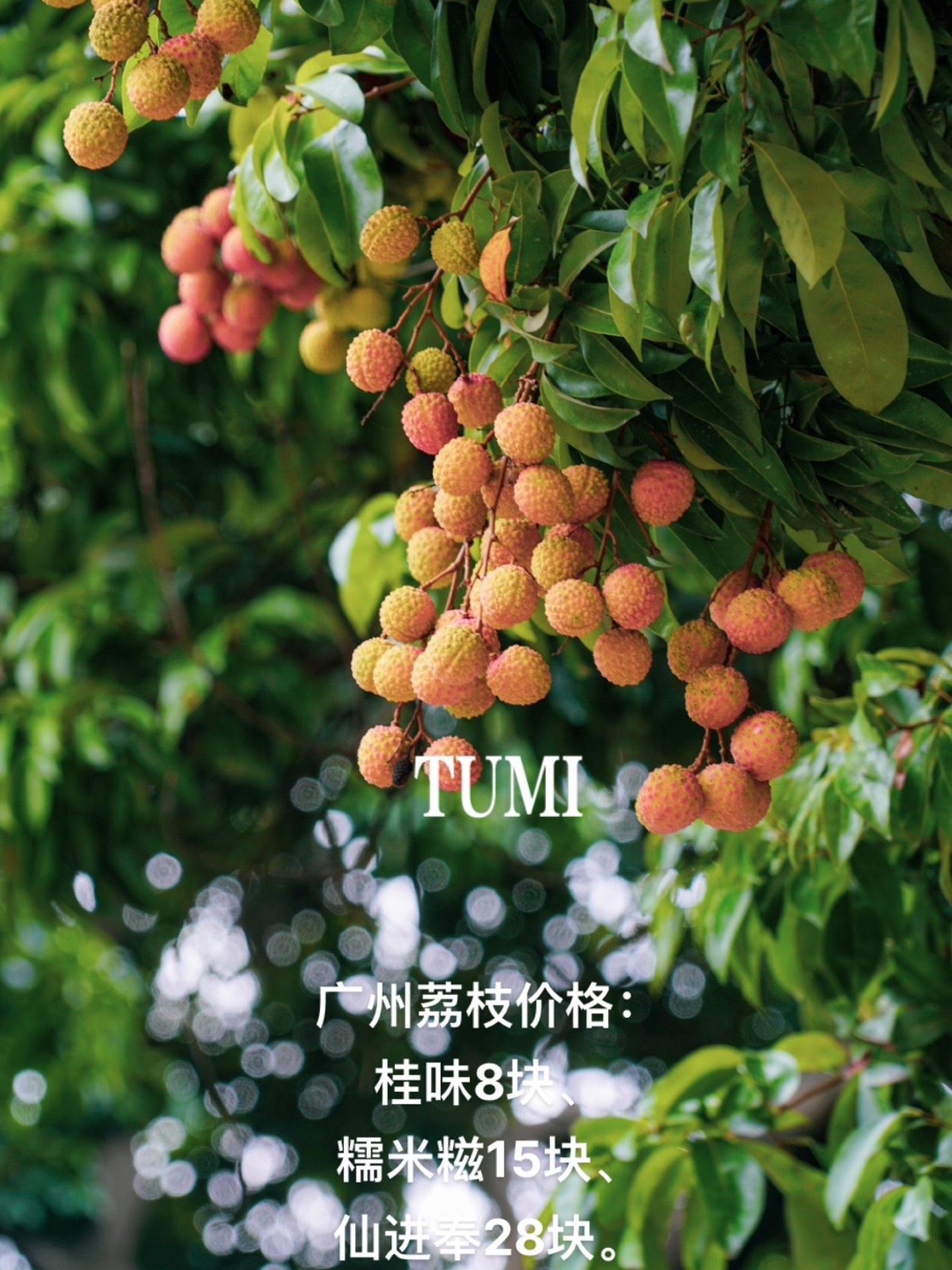 广州荔枝价格:桂味8块、糯米糍15块、仙进奉28块。从化增城产地价格更低 荔枝价格 荔枝 