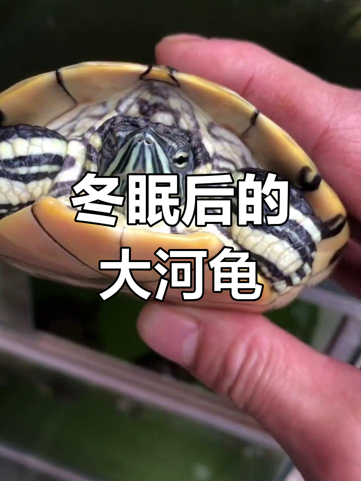 大河甜甜圈龟的冬眠变化