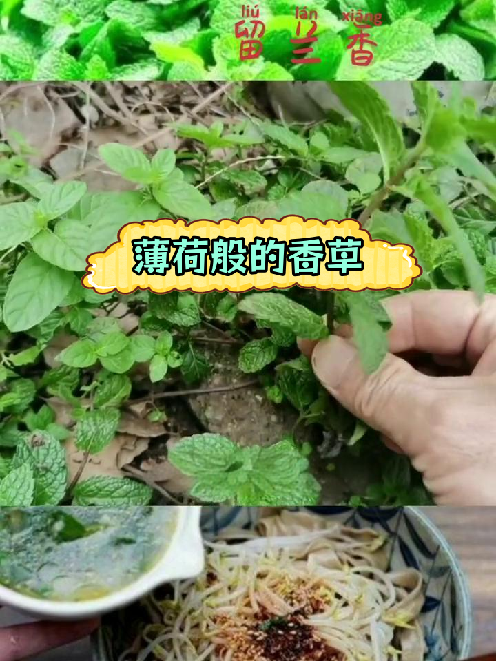 十香菜:窗台上的天然驱虫剂