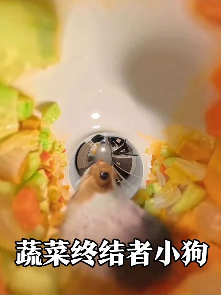 小狗从水槽视角干饭,专挑橙色蔬菜狂炫,主人:那是兔子的辅食!