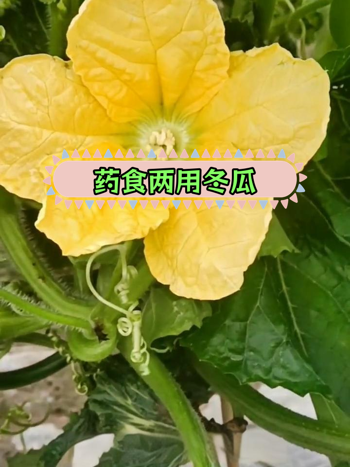 冬瓜:夏季消暑的天然蔬菜
