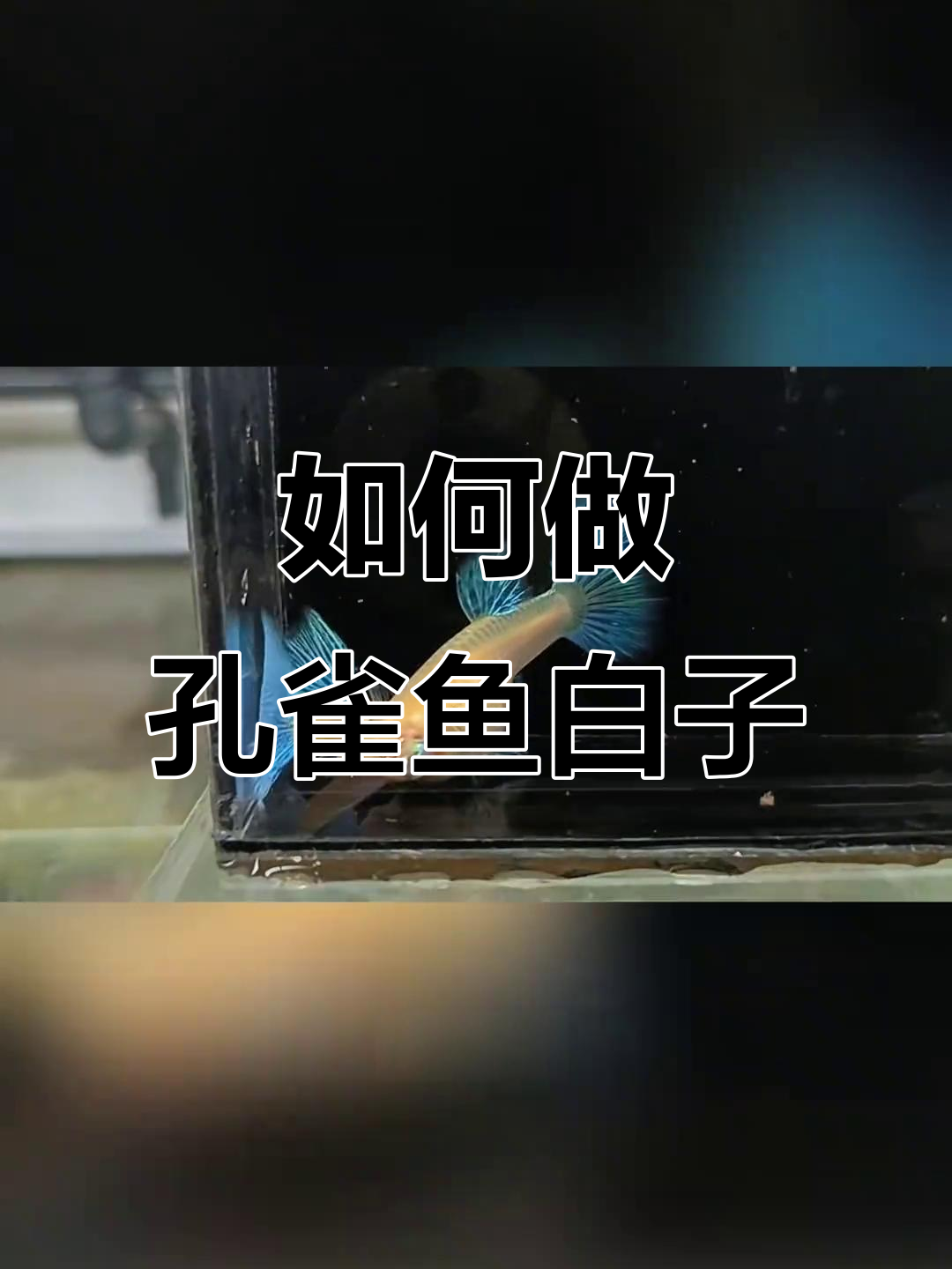 孔雀鱼白子制作全攻略:从野生色到新加兰草尾的转变