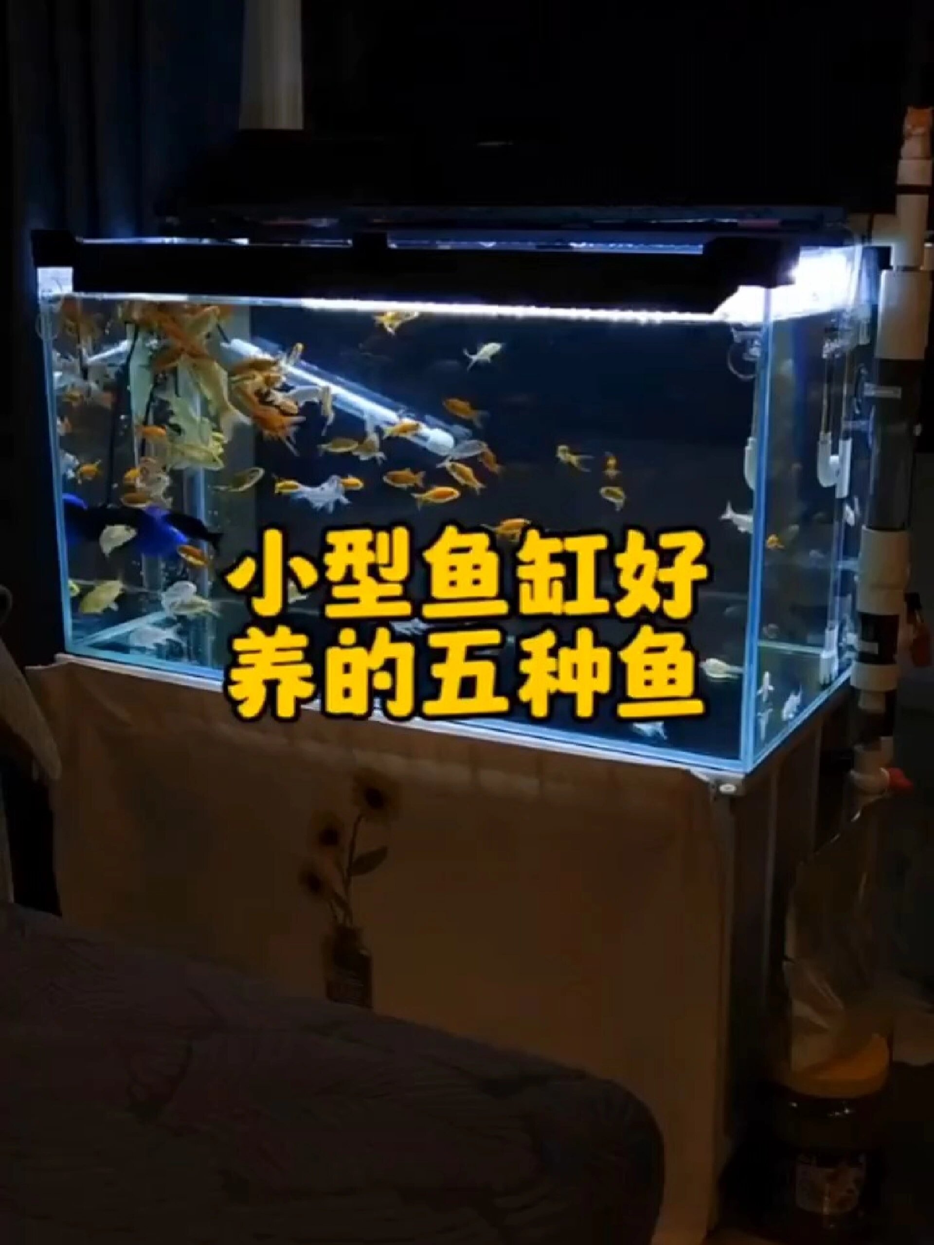 小型鱼缸好养的五种鱼