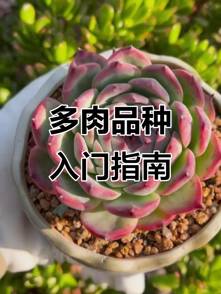 常见多肉品种识别:白牡丹、观音莲等养护技巧