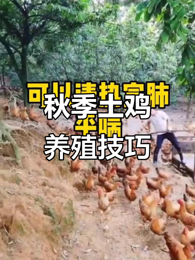 立秋后养鸡小妙招,中草药预防呼吸道疾病