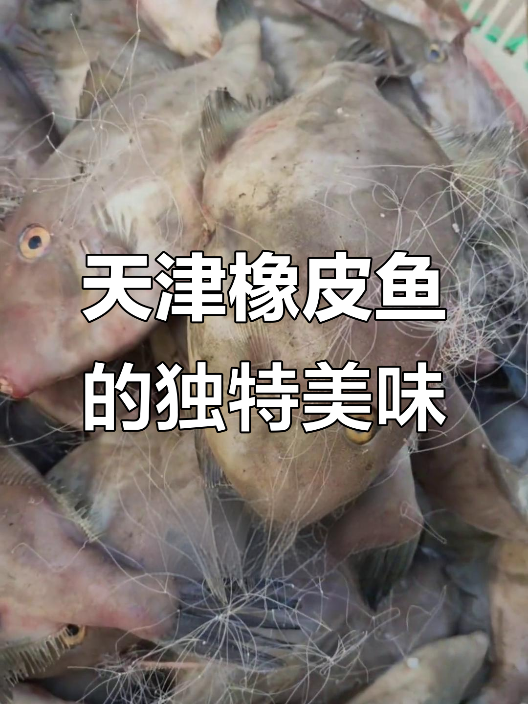 天津本地橡皮鱼,蒜瓣肉鲜香无比,但已濒临绝种