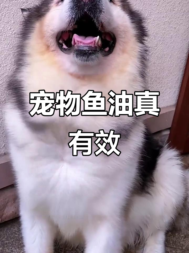 宠物鱼油让毛发更健康,掉毛少效果惊人