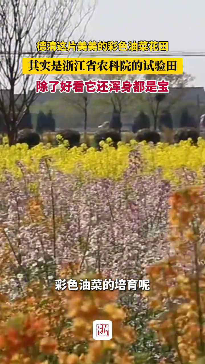德清这片美美的彩色油菜花田,除了好看它还浑身都是宝