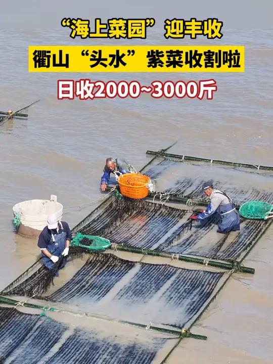 “阿拉小东岙紫菜特别好吃”,衢山“头水”紫菜收割啦