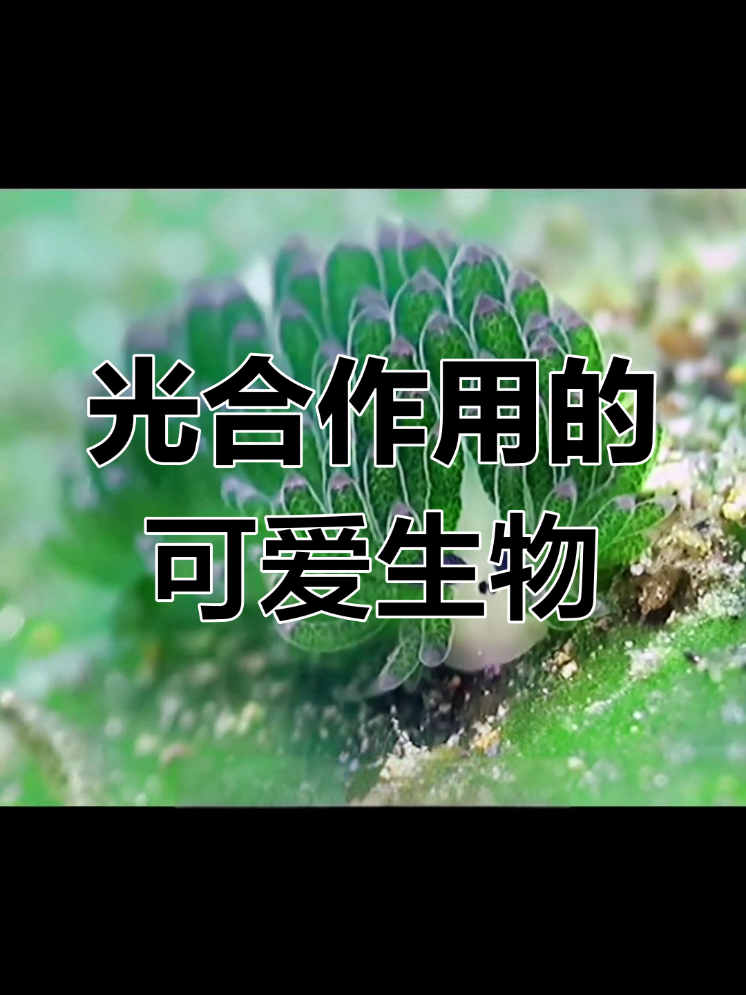 叶羊:海洋中的光合作用小能手