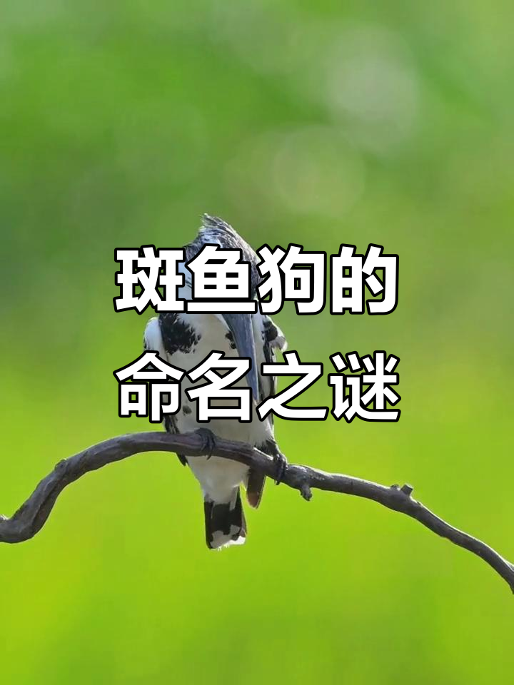 斑鱼狗的名字,分类学家到底怎么想的?