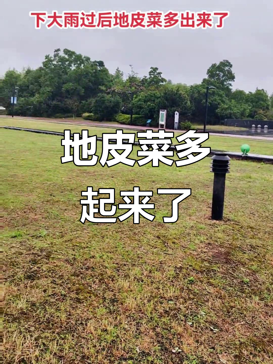 大雨后地皮菜疯狂生长,你认识它吗?