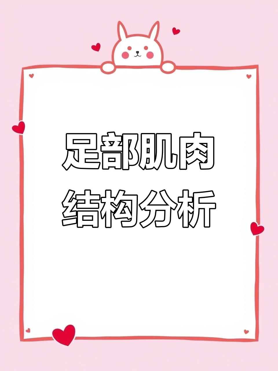 足部肌肉解剖与功能全解析:从脚趾到脚跟的动态平衡