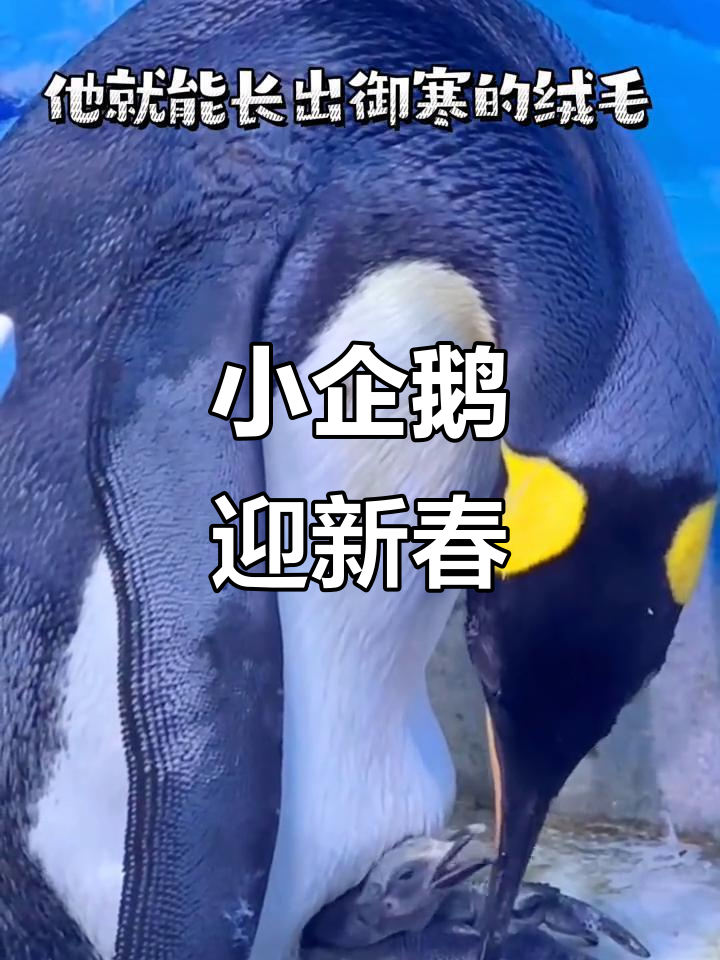 春节来虎滩,小企鹅破壳萌出新气象!