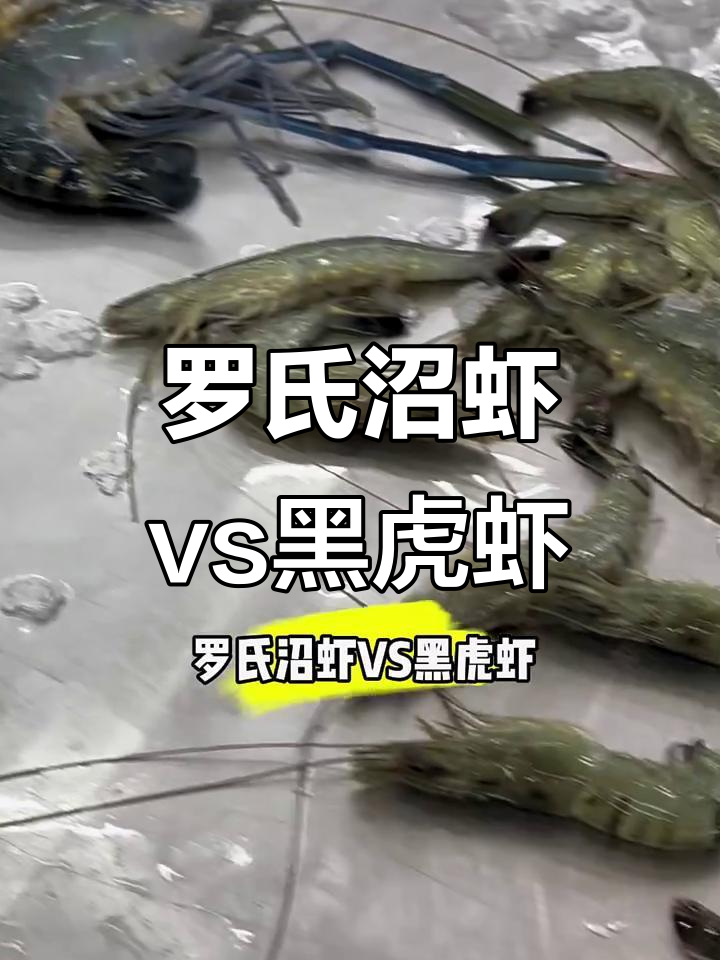 罗氏沼虾与黑虎虾大比拼,哪种更美味?