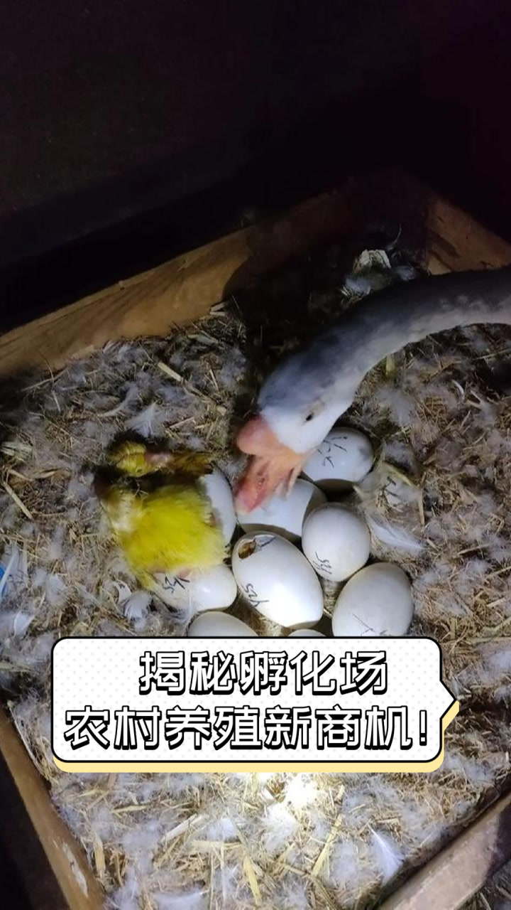揭秘孵化场，农村养殖新商机！