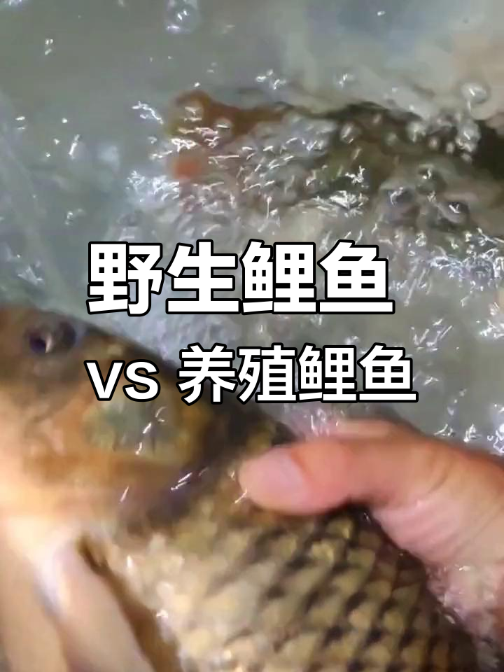 野生鲤鱼与养殖鲤鱼的差异分析