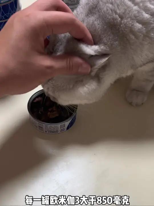 给咪咪大王来点看罐罐