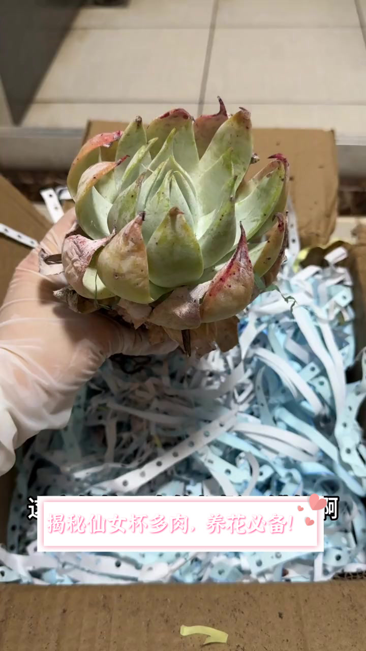 揭秘仙女杯多肉,养花必备!