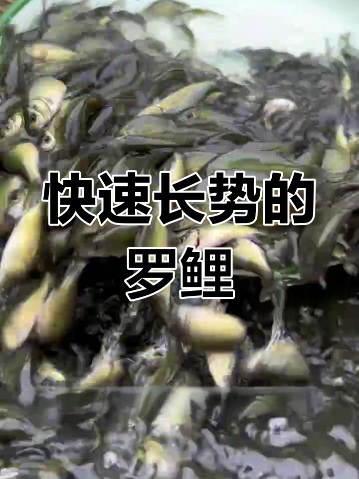 罗鲤:无鳞杂食性鱼,生长迅速病害少