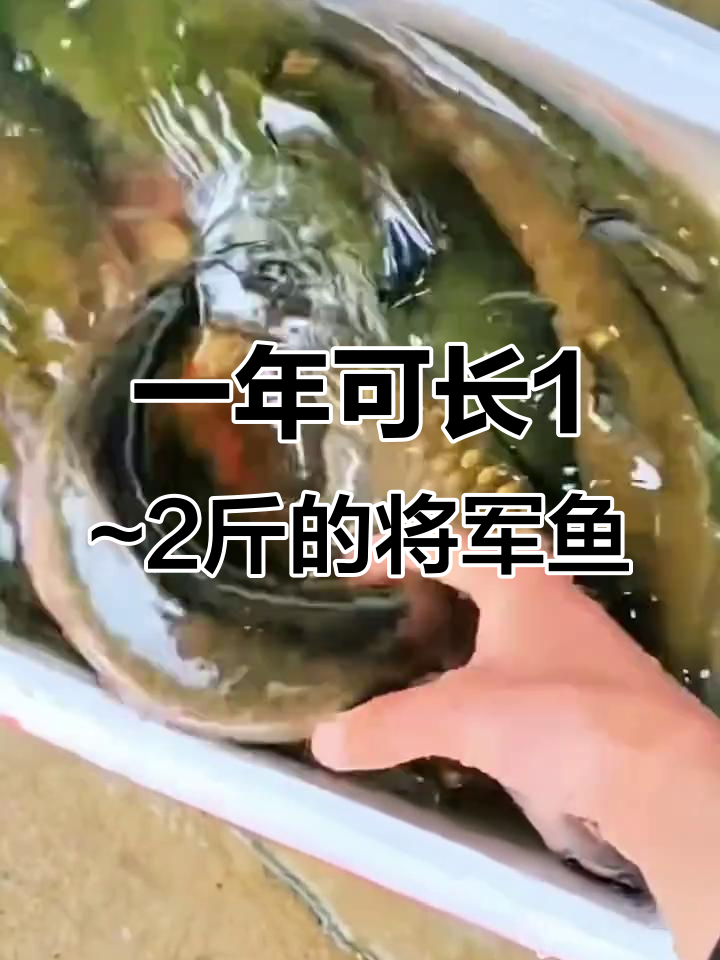 军鱼:草鱼的亲戚,养殖简单又快速成长