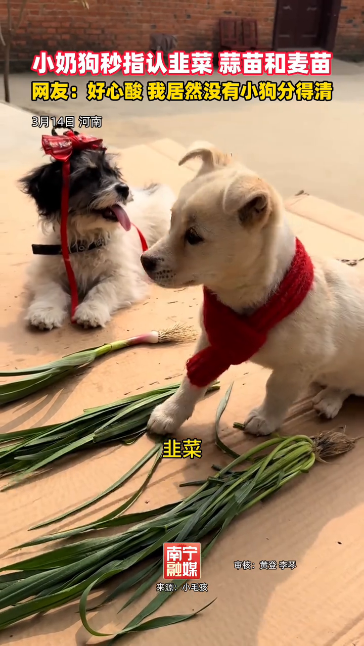 还有多少人分不清韭菜、蒜苗和麦苗?