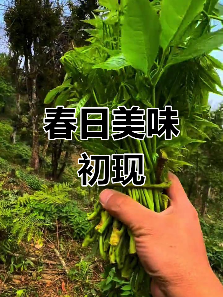 春风带来火镰菜,清新香气迎接新生季节