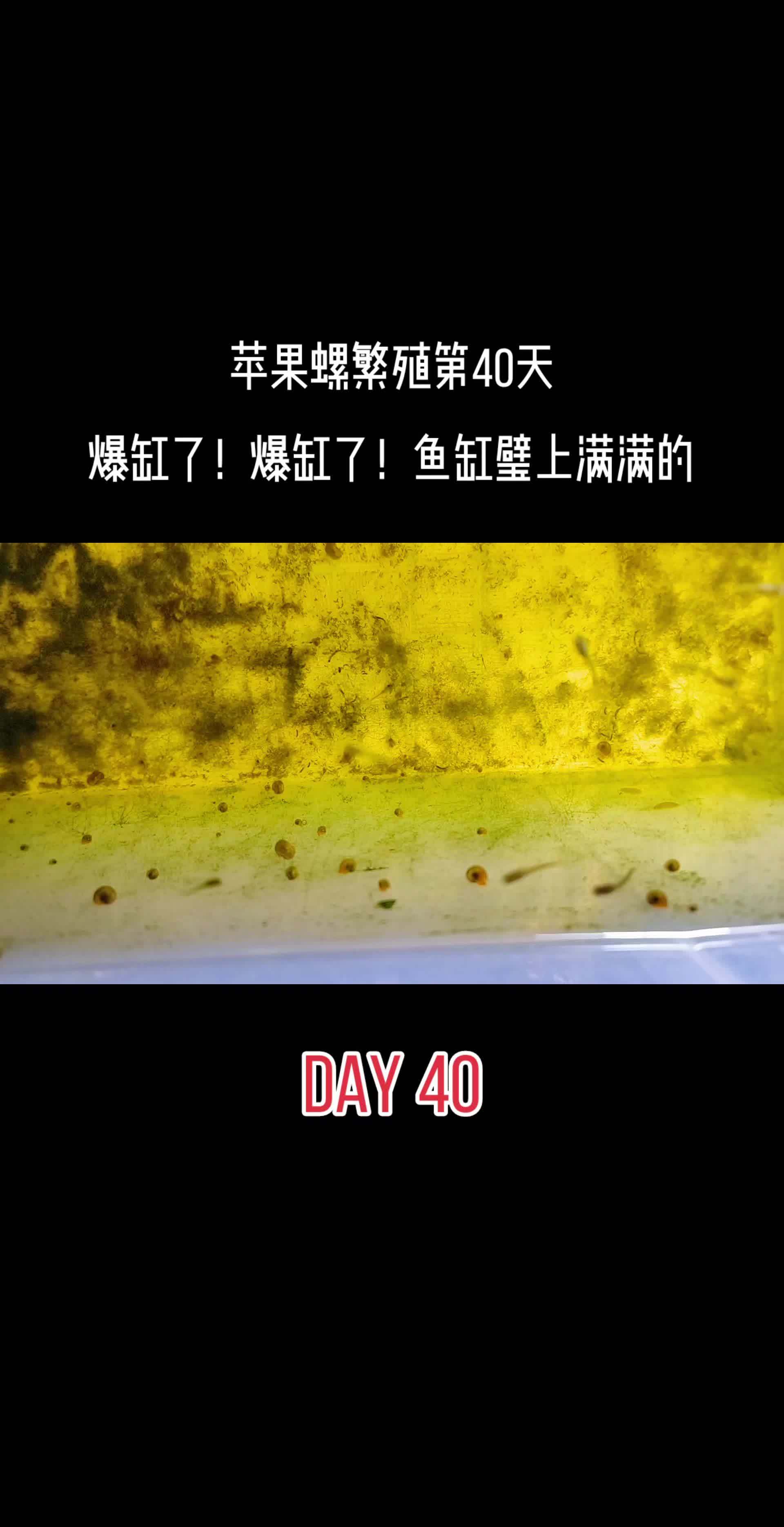 文本朗读来了武侠宗师 苹果螺爆缸 苹果螺繁殖 巧克力娃娃吃螺