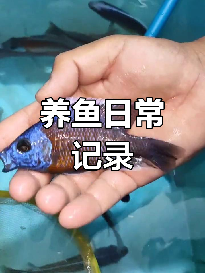波利尔血艳红热带鱼饲养日记