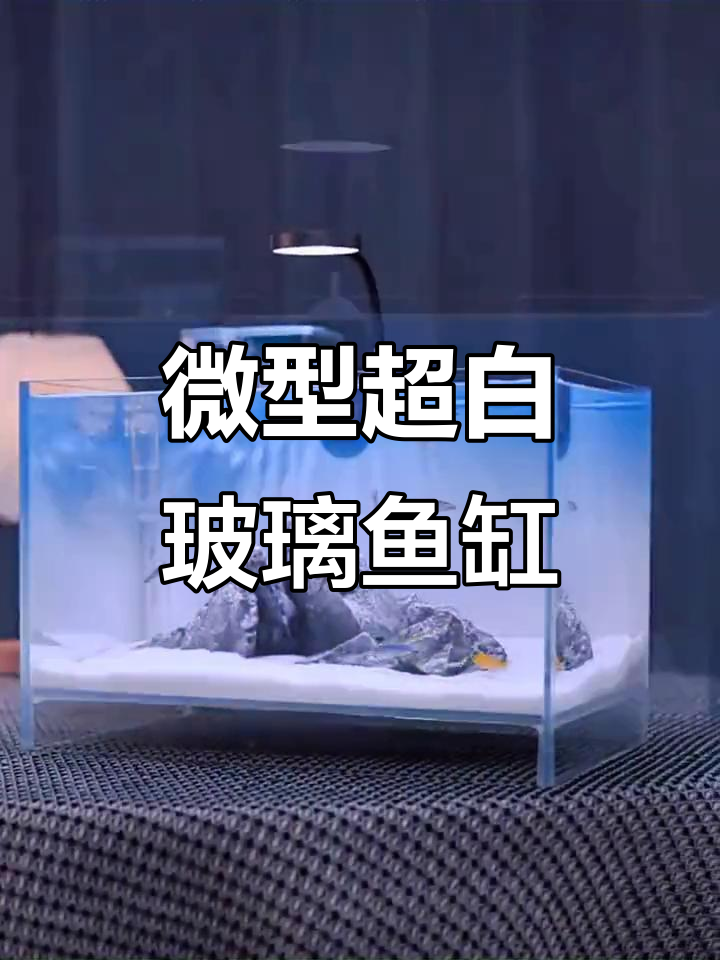 超白玻璃迷你鱼缸,打造客厅微景观水族箱