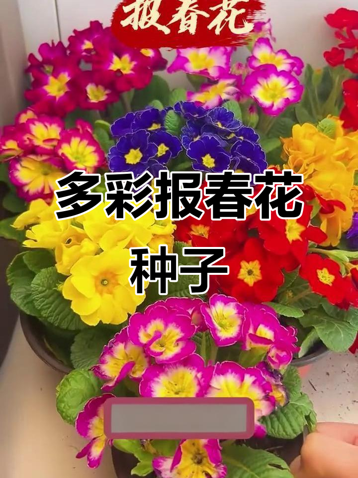 报春花种子大揭秘:多种颜色,花期长,抗冻易种
