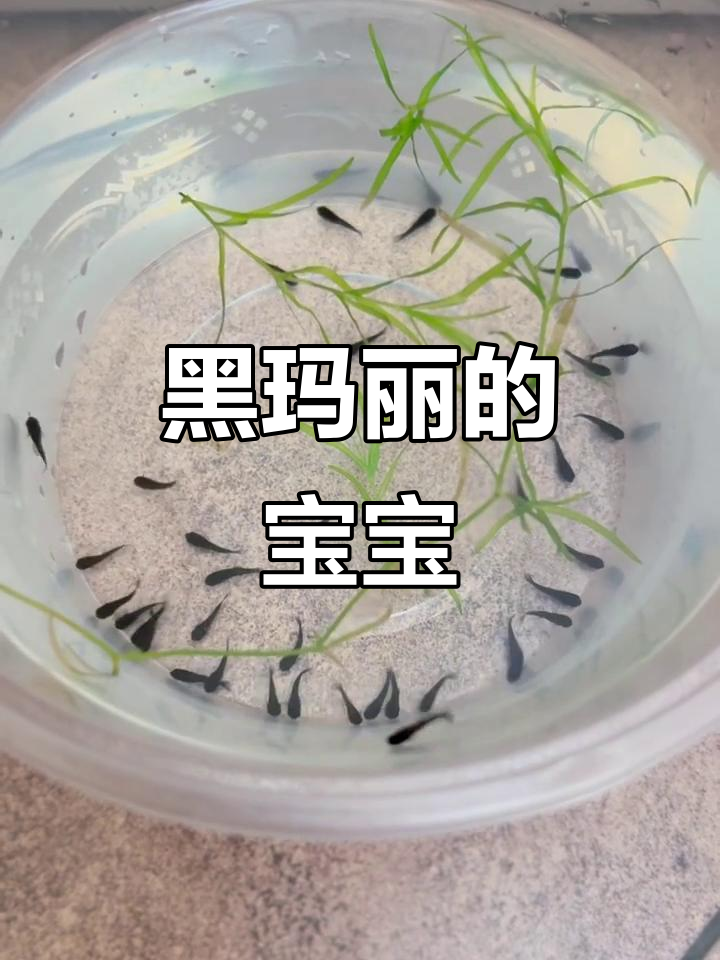 早晨，黑玛丽鱼产下35条小鱼，单独饲养确保安全