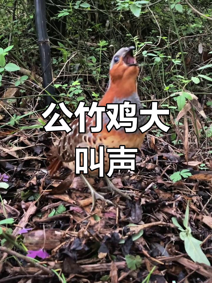 竹鸡公打鸣,声音响彻山林