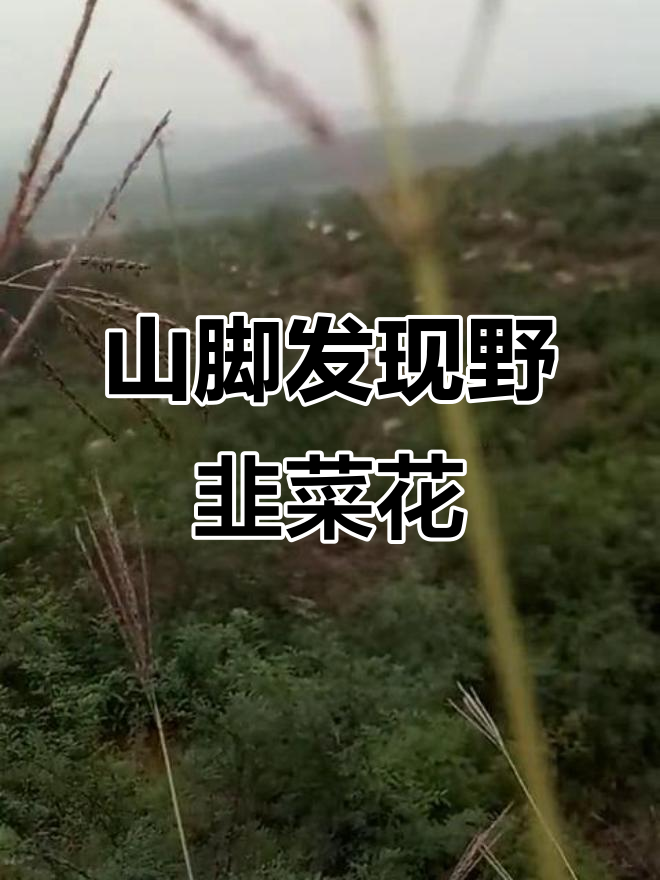 山上寻野韭菜花,终于找到一片小花