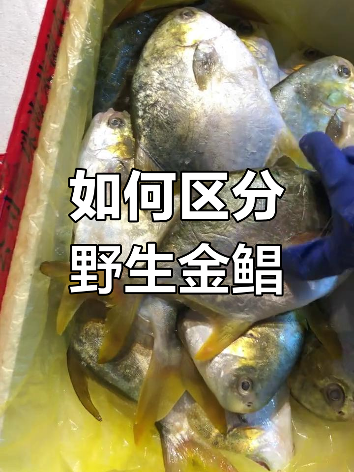 野生与养殖鲳鱼的区别解析