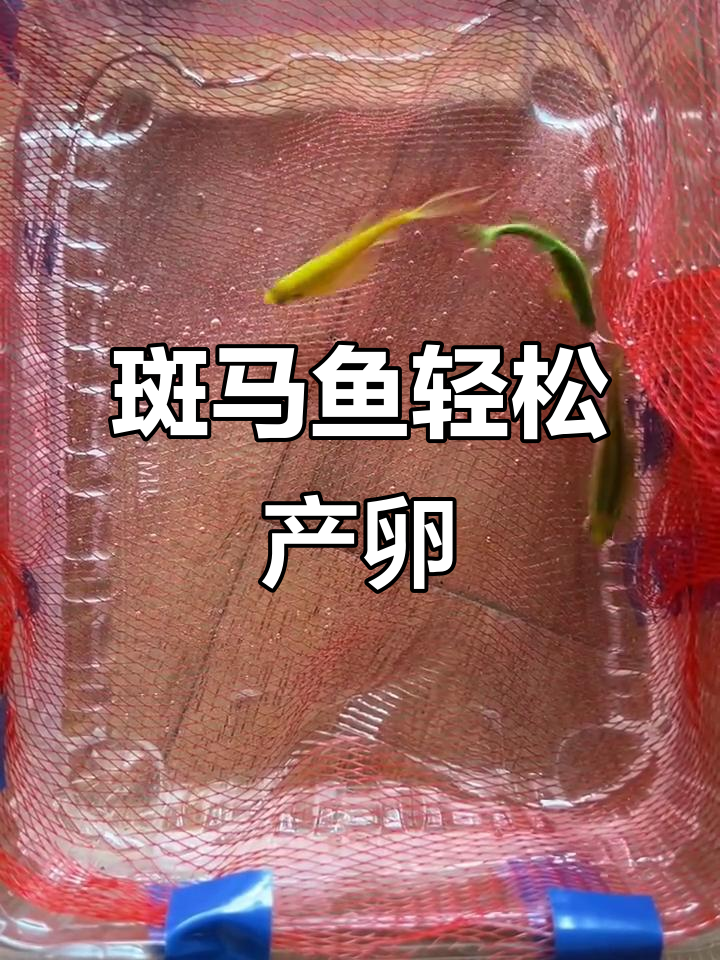 斑马鱼产卵超简单，头天隔离第二天就能收获一堆！