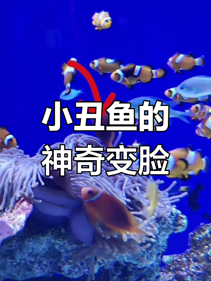 海底变脸高手,小丑鱼能媲美川剧