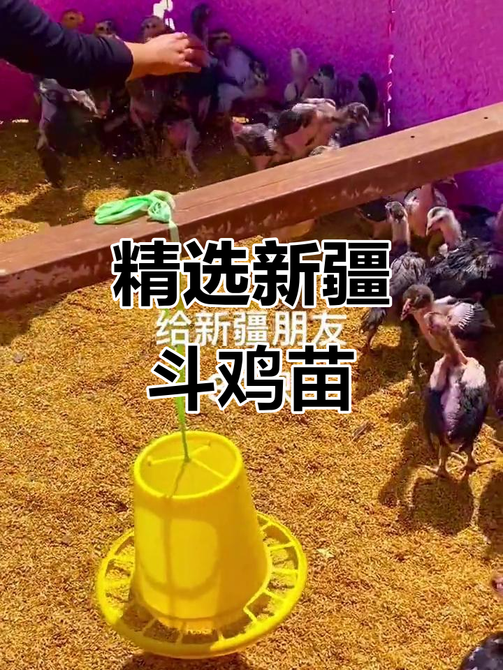 新疆朋友选鸡,阿达西推荐优质斗鸡苗