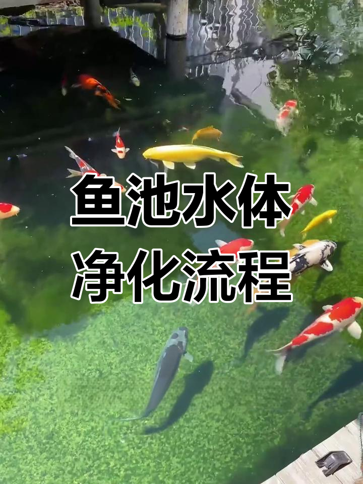 鱼池水循环过滤全解析:从沉淀到清水的过程